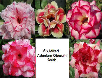 Adenium Obesum \'Mixed\' 5 Seeds